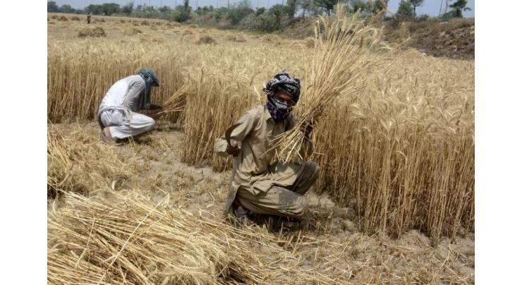 Sino-Pak wheat cooperation to enhance risk resistance in agri sector
