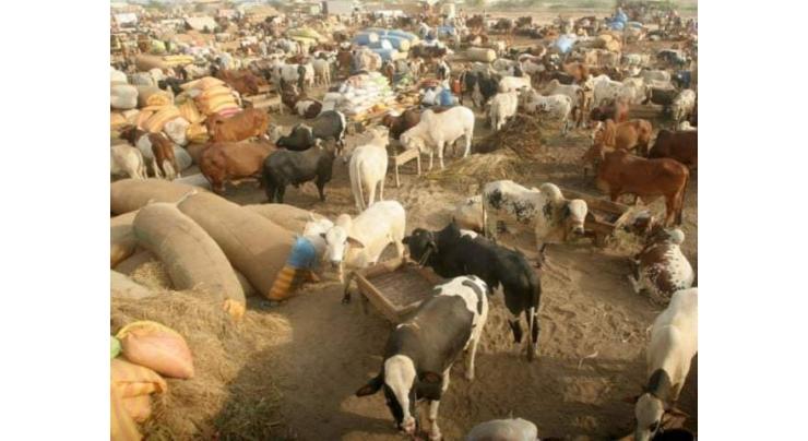 CEO RCB visits Bhatta Chowk cattle market to review arrangements
