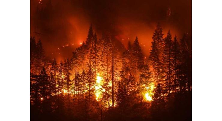 Wildfire ravages woodlands in western Spain