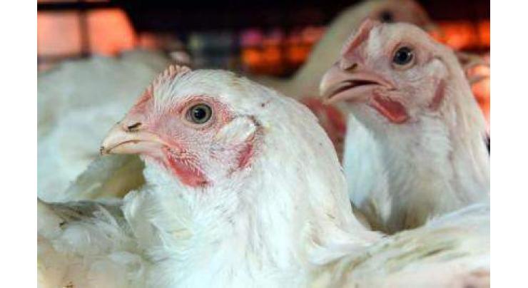 400 poultry units to be distributed in Jhang, Chiniot districts
