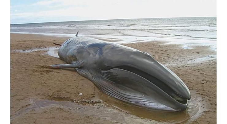 Giant blue whale found dead drifting towards Jiwani coast near Gwadar
