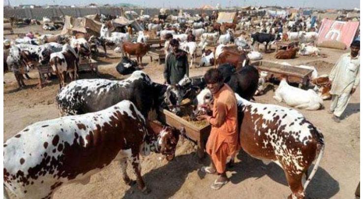Local Government (LG) Secretary visits cattle market
