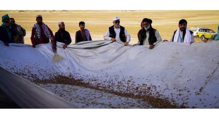Locust outbreak in Afghanistan threatens Wheat crops: FAO
