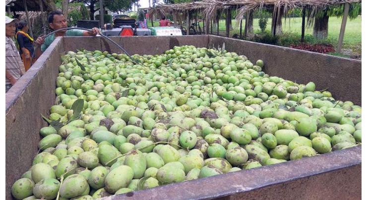 Windstorm caused damage to mango orchards
