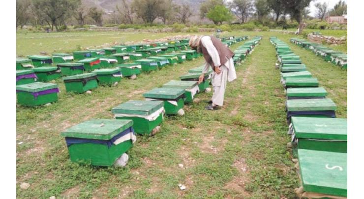 Call for placing honey bee hives in govt farms, private orchards
