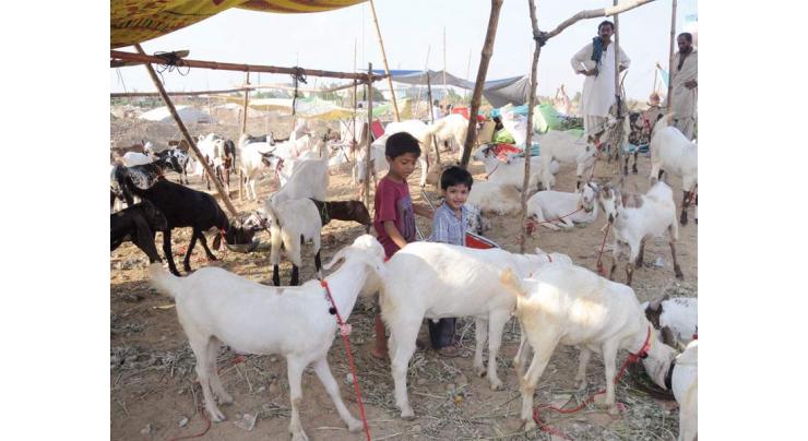 Applications invited for animal hides collection during Eid Ul Azha
