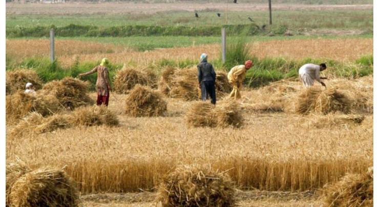 Agriculture sector to grow by 3.5% in FY24

