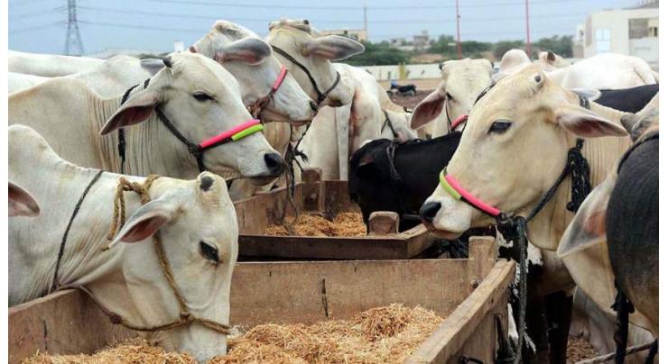 Rs1.5 billion allocated for Livestock development in budget

