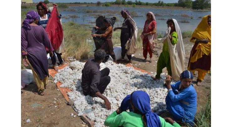 Rice, cotton crops badly hit by water scarcity: Jam Khan Shoro
