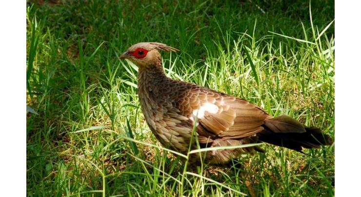 Vulnerable cheer pheasant rediscovered after four decades in Himalya, efforts afoot for rare birds conservation in KP
