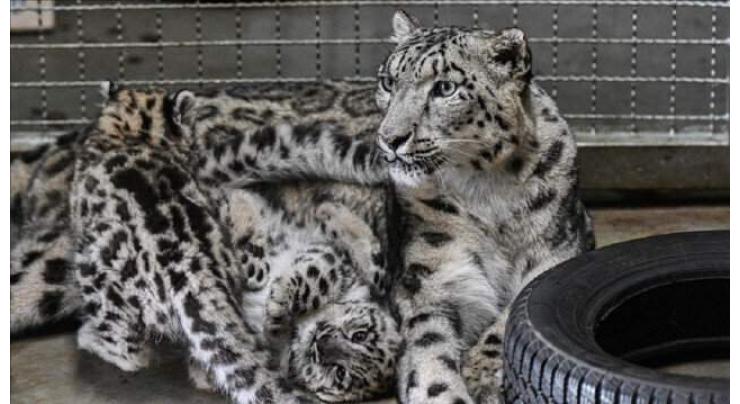Poland's Wroclaw Zoo welcomes newborn snow leopards

