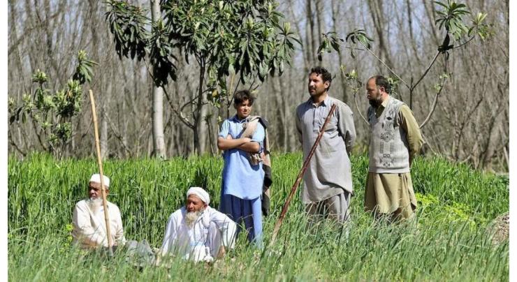 10 BTAP first phase extended till July 2024, 700mn saplings planted in KP: Official
