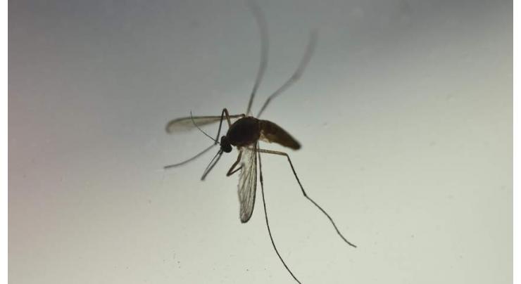 Paris fumigates for tiger mosquitoes as pest spreads in Europe
