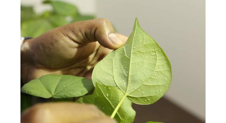 Emergency response launched against whitefly threat on cotton crop
