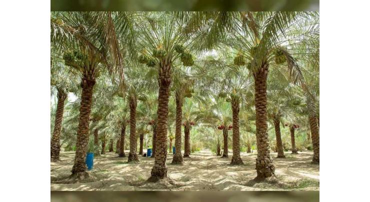 ADAFSA implements integrated strategy to develop date palm cultivation, production in Abu Dhabi