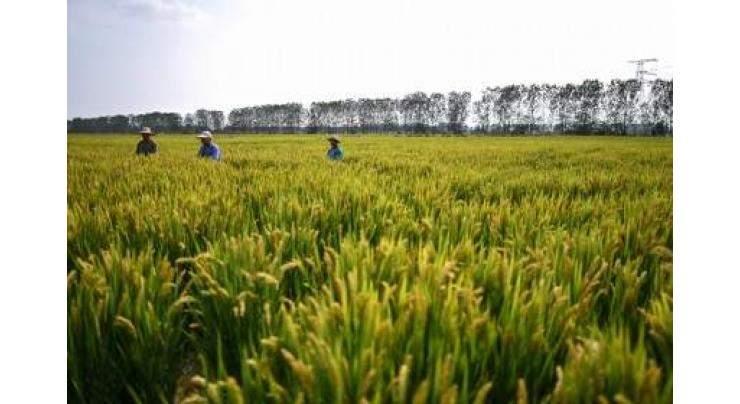 Chinese policy bank ups loan support for farmland cultivation