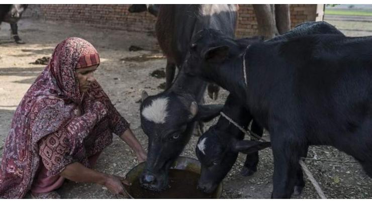 Corporate dairy farming in Cholistan vital to strengthen economy: ACS Saqib