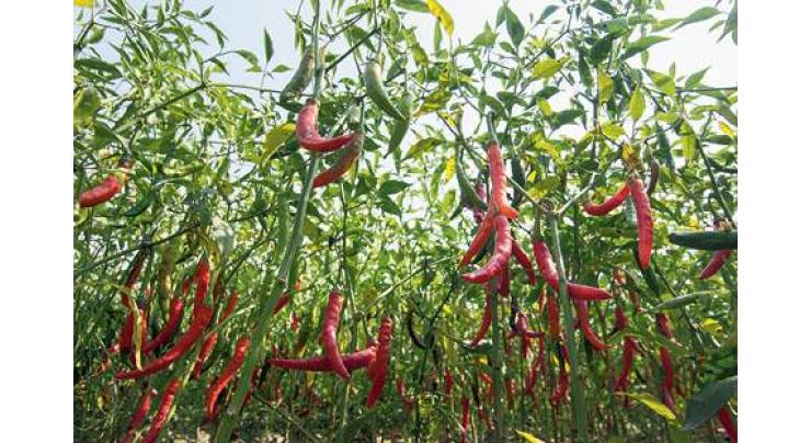 Chinese, Pakistani companies sign MoU for chili farming in Pakistan