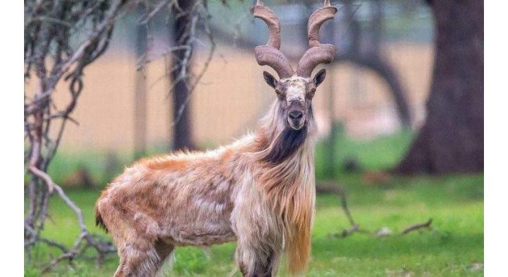 USD 212,000 bid for Markhor hunting conducted