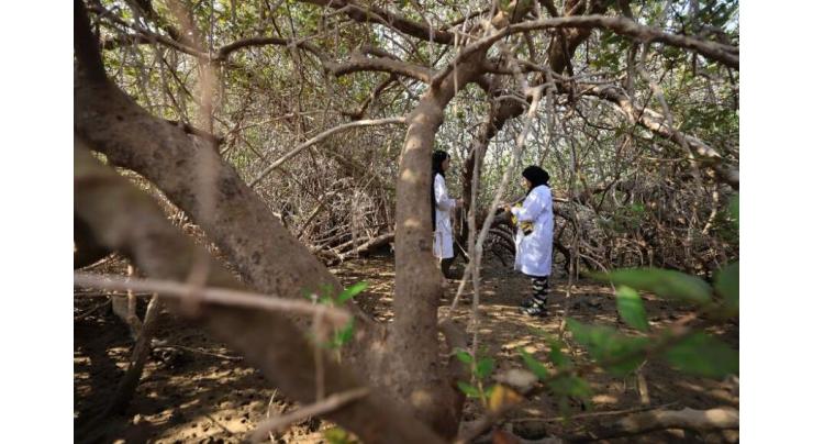 Oman revives CO2-busting mangroves as climate threat lurks