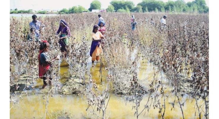 Efforts Underway to Boost Agricultural Sector in Mirpurkhas Division