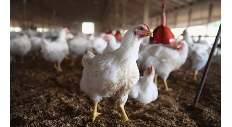 Pakistani expert illuminates poultry feed management at conference in China