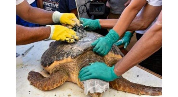 Endangered sea turtles get second life at Tunisian centre