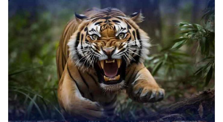 Man killed by tigers at Bahawalpur Zoo