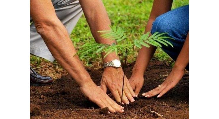 Tree plantation campaign launched to pay tribute to martyred journalists of Gaza