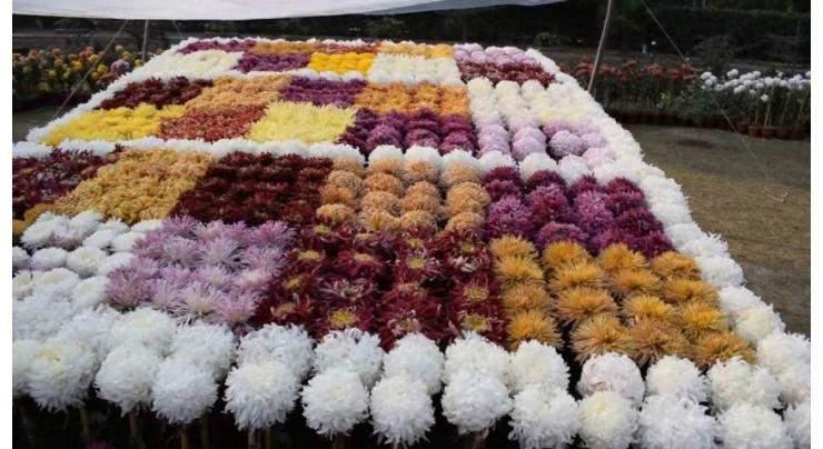 Chrysanthemum exhibition kicks off  at Islamic College