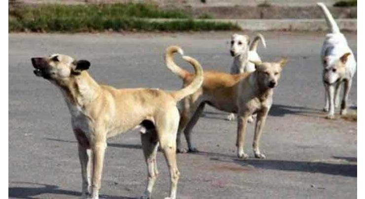 The Caretaker Sindh Chief Minister Justice (Retd) Maqbool Baqar directs local govt, ACF to work together to control dog population
