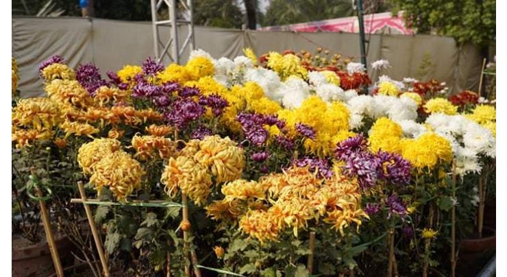 PHA's chrysanthemum show concludes