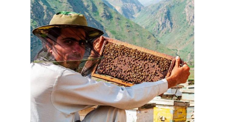 PCJCCI suggests export of Pakistani honey