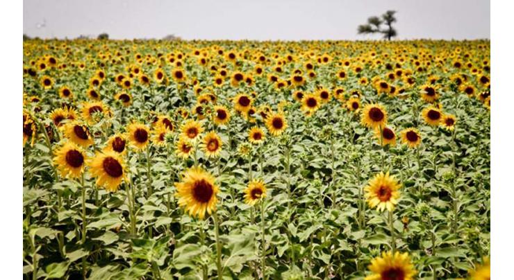 Hybrid seed can increase sunflower production manifold: experts