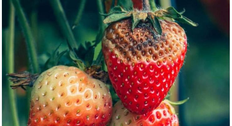 Frost puts negative impact on buds of strawberries