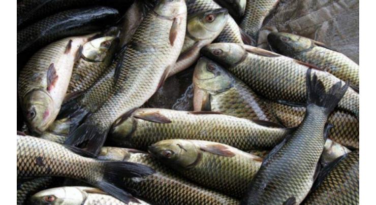 Winter brings boom to fish trade in Khyber Pakhtunkhwa