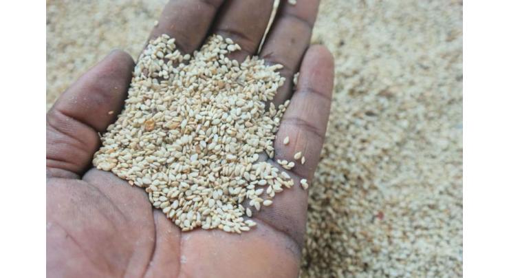 TDAP launches a robust strategy to further bolster sesame seed export