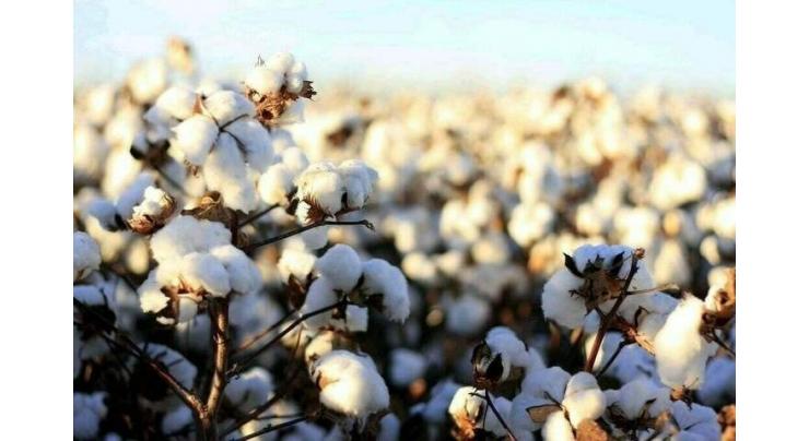 Early cotton varieties to cover a million acre area in Punjab, says secretary agriculture