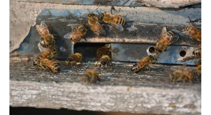 Good News for Honey Bees: Plantation of millions of Bair, Palosa saplings begins