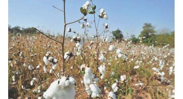 Early sowing of triple gene cotton varieties proving beneficial, says Dr. Haidar Karrar