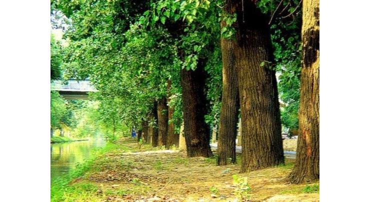 Commissioner launches spring tree plantation campaign in Abbottabad