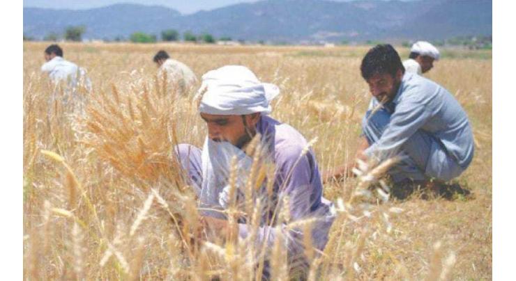 Secretary Agriculture says govt providing financial support for wheat seed to flood hit farmers