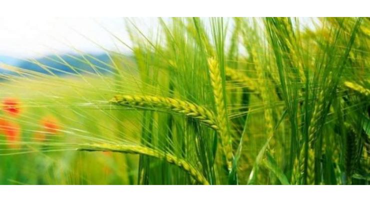 Advisory for wheat growers