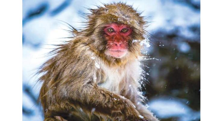 Wildlife experts warn against feeding monkeys in Galiyat