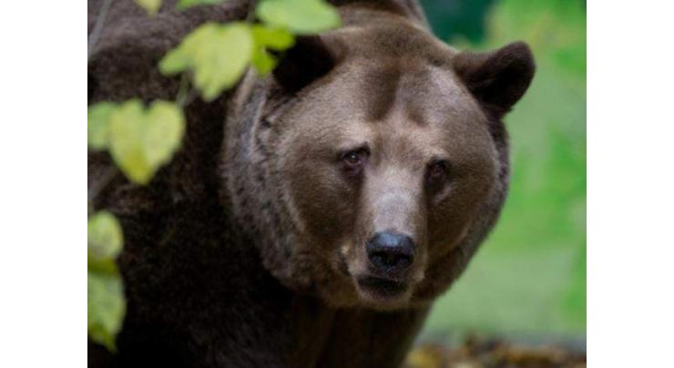 Bear injures five in latest Slovak attack