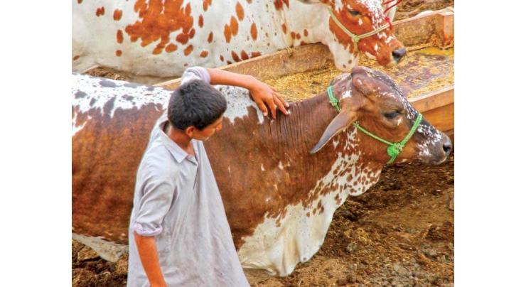 Moot declares Congo grave issue for humans, livestock in S.Punjab