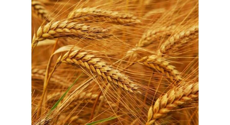 District admin Matiari sets up five procurement centers for wheat