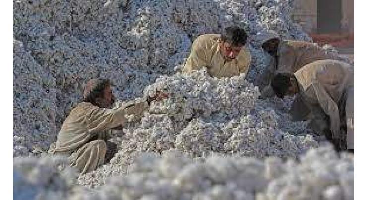 Over 8.3 m cotton bales reach ginneries till March 31