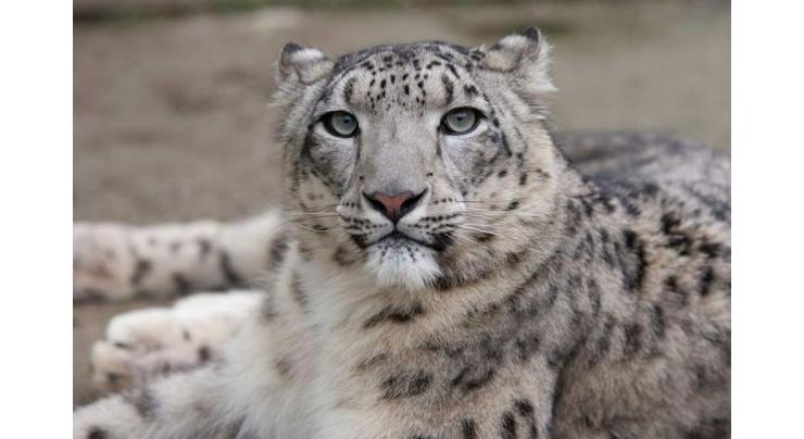 Infrastructure development projects pose serious threat to Snow leopards, prey species in GB: WWF study