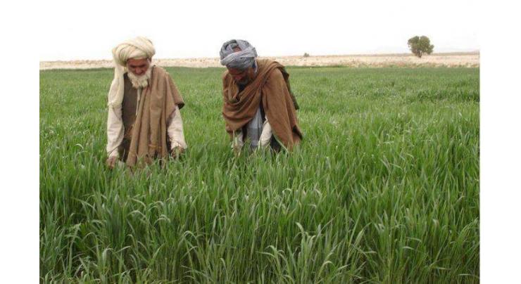 Govt working to increase agriculture production in merged districts: KP Minister